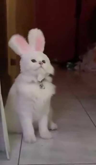 Cabbit