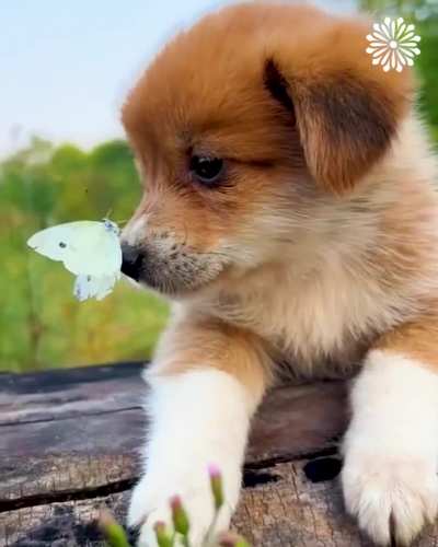 Puppy mothering duckling 