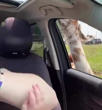 Fuck you lady