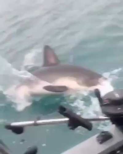 Reeling in a good-sized Salmon, when suddenly...