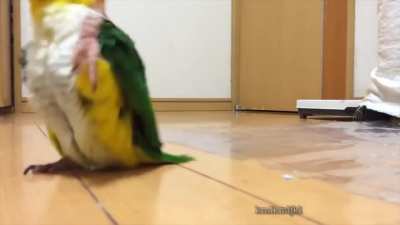 Parrot on Stroll