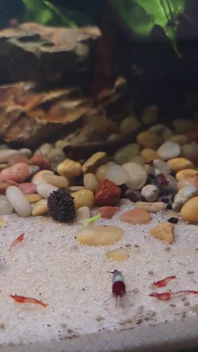 Cory Fry