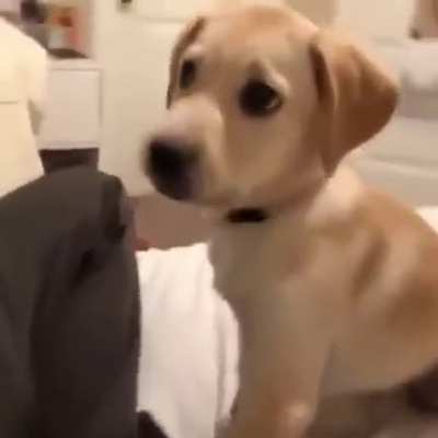 Cute dog noises