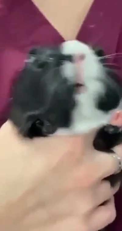 guinea pig at the vet's