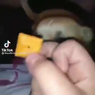 He really wanted the cheese