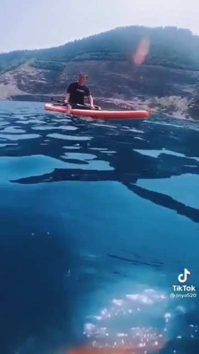 Fish loves getting tossed