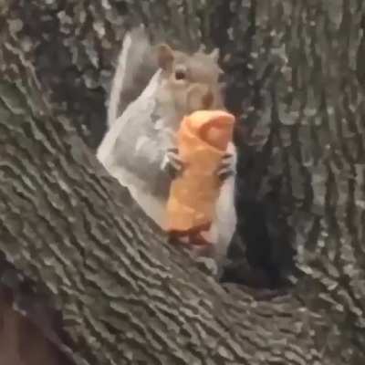 Chonk on a Tree