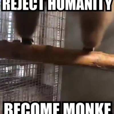 Monke moment