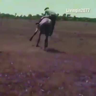 Eski ama çok kral haraket