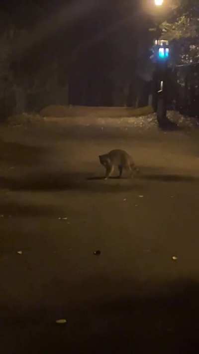 Got chased while jogging. Is this rabid behavior or just territorial?