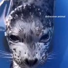 Cute Cut