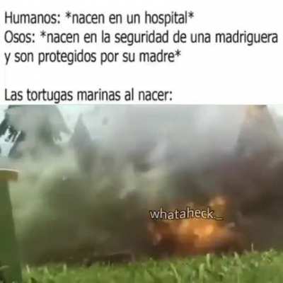 Meme biológico