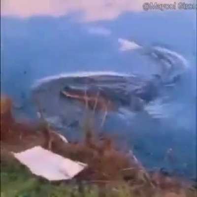 Just tge boys going for a swim