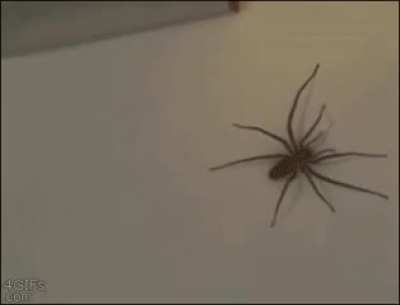 This giant spider and this guy teasing it