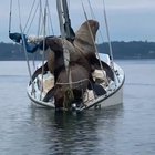 look at these big boat thieving jerks