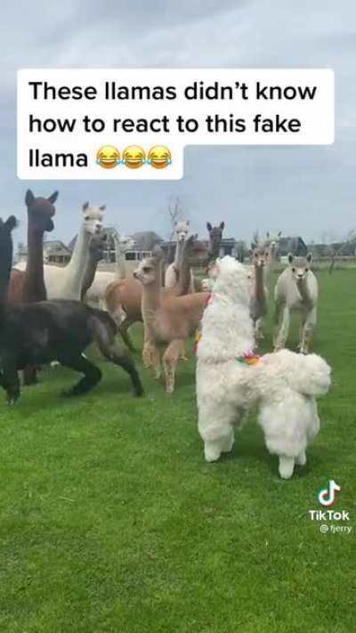 Alpacas don’t trust fake alpaca