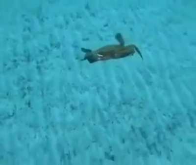 Atlantis flashbacks