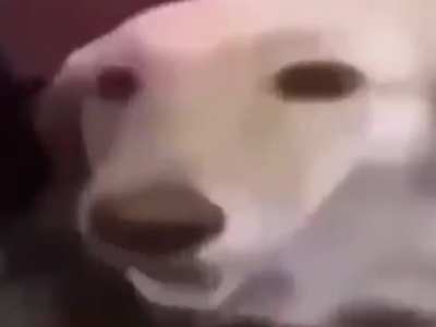 tereyağlı köpek