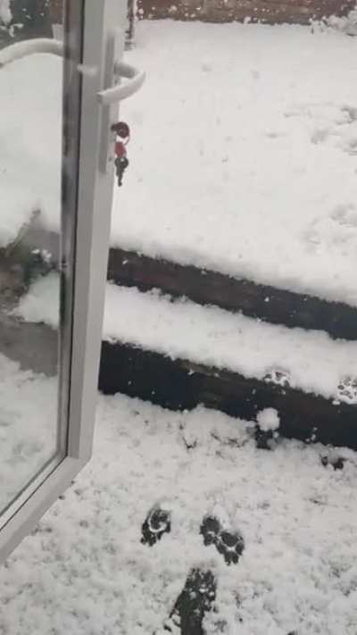 My dramatic doggo making a U-turn in the snow! (this is my video, I'm hoping someone hasn't already posted it lol)