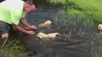 Swimming lessons