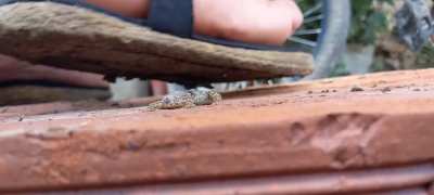 Insect crushing