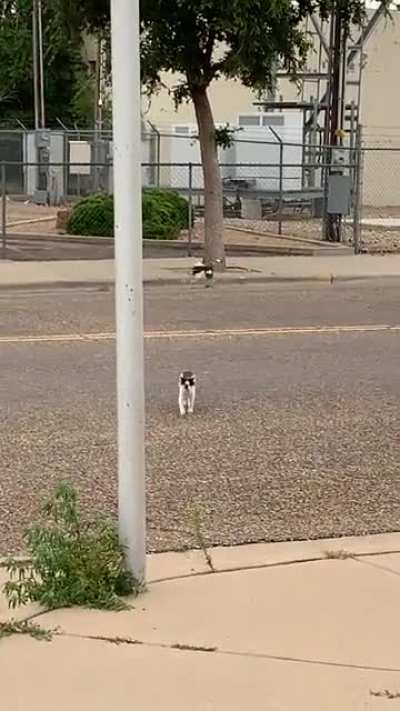 Bird Whooping Cats Ass!