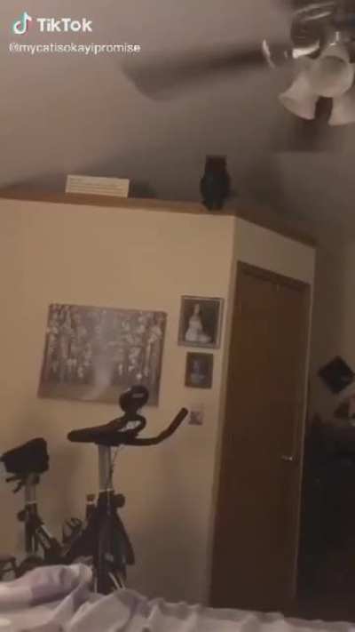 I like ya cat G