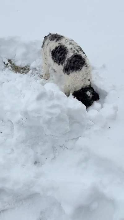 Attack the snow !!