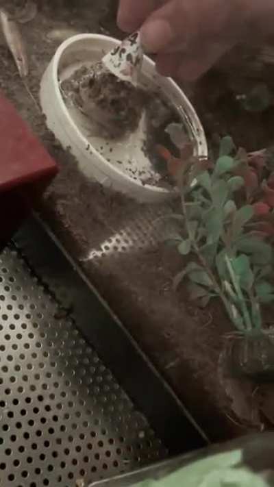 Our son’s toad, Sergeant Splat, turned one today