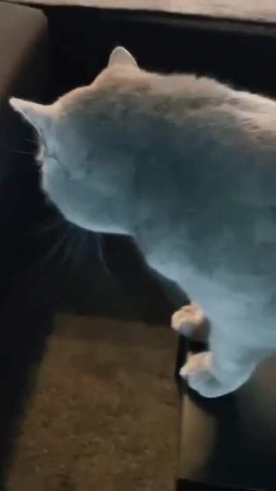 If you're my cat, then...