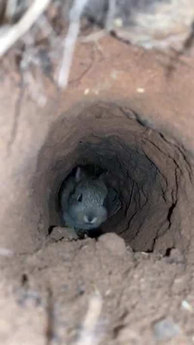 Awww