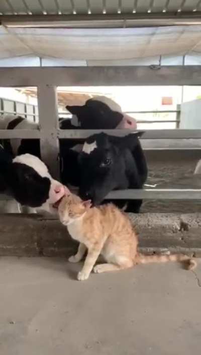 He must taste good