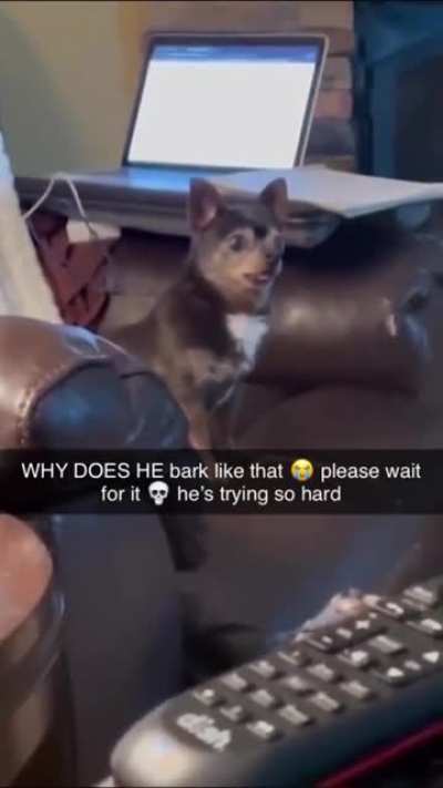 Why he bark like that