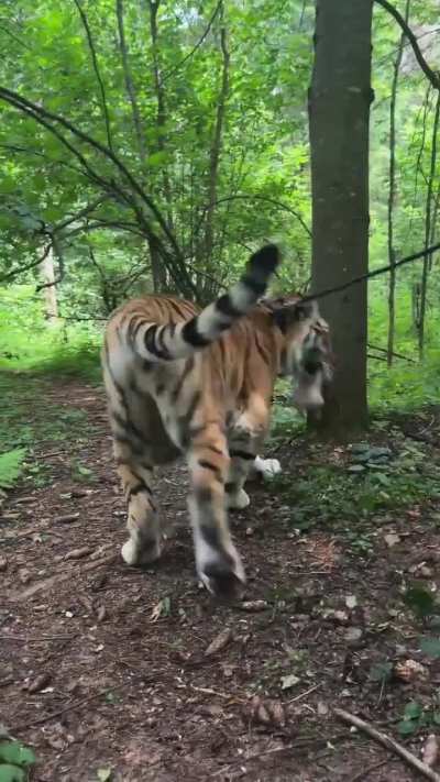 The way the tiger sniffs his face 😖