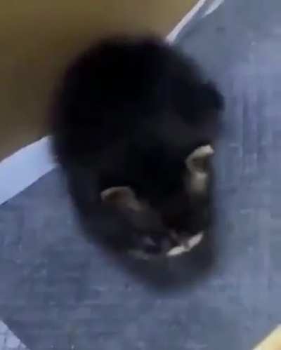 Very smol and scawy