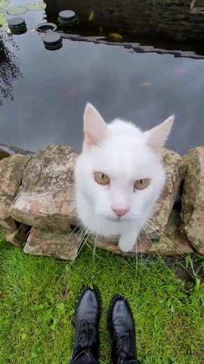 Country side cat tap attempts