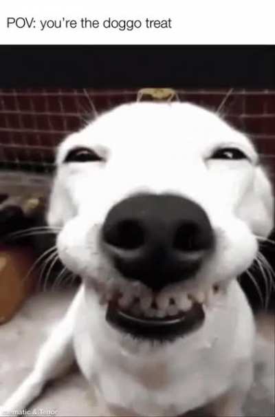 good boy