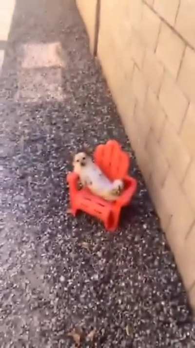Guard doggo caught lacking on duty