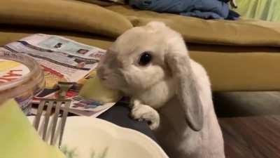 Some bunny ASMR for everyone to celebrate my cake day!