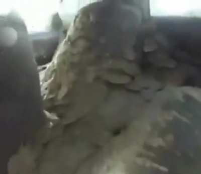 Wasp infested car