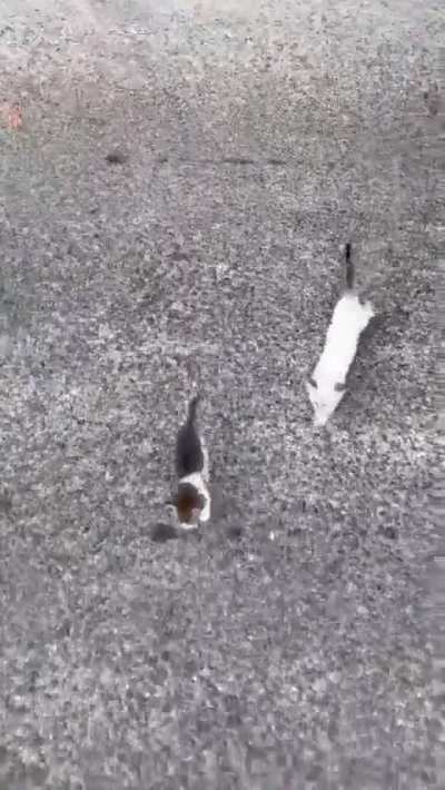 Man stops to rescue kitten, gets ambushed by platoon