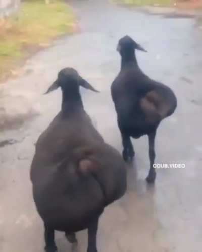 Fat-tailed sheep.