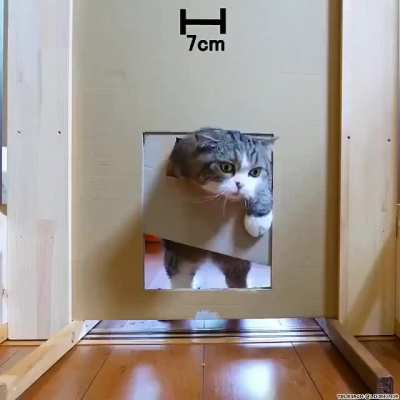 Testing a Cat patience