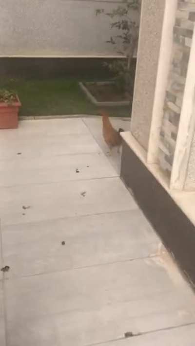 I hope this one fits here... was chasing my “pet chicken” but her reaction wasn’t expected