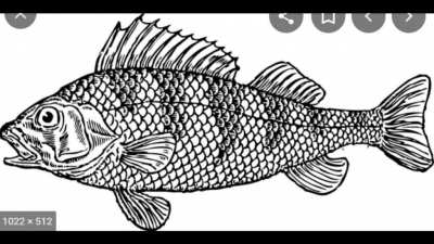 Stupid fish