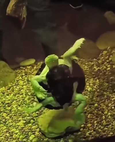 Mutant turtle with long legs 
