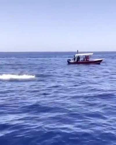 Orcas are kinda jerks