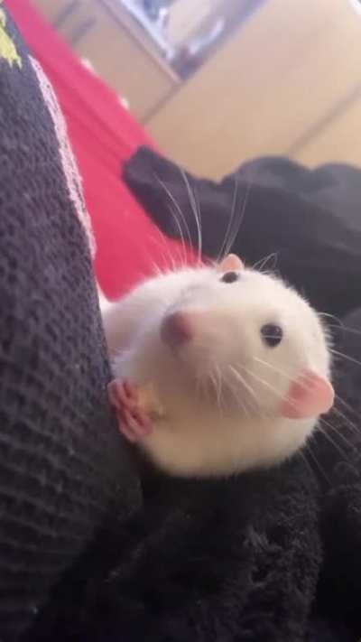Look at my son