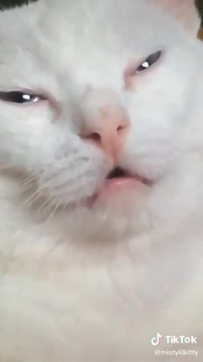High AF White Cat