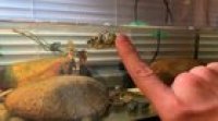 Turtle jazz hands! Easily the goofiest little turtle move I’ve seen our little dude perform so far!